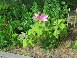 Image of crimsoneyed rosemallow