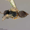 Image of Pachyneuron laticeps Ashmead 1900