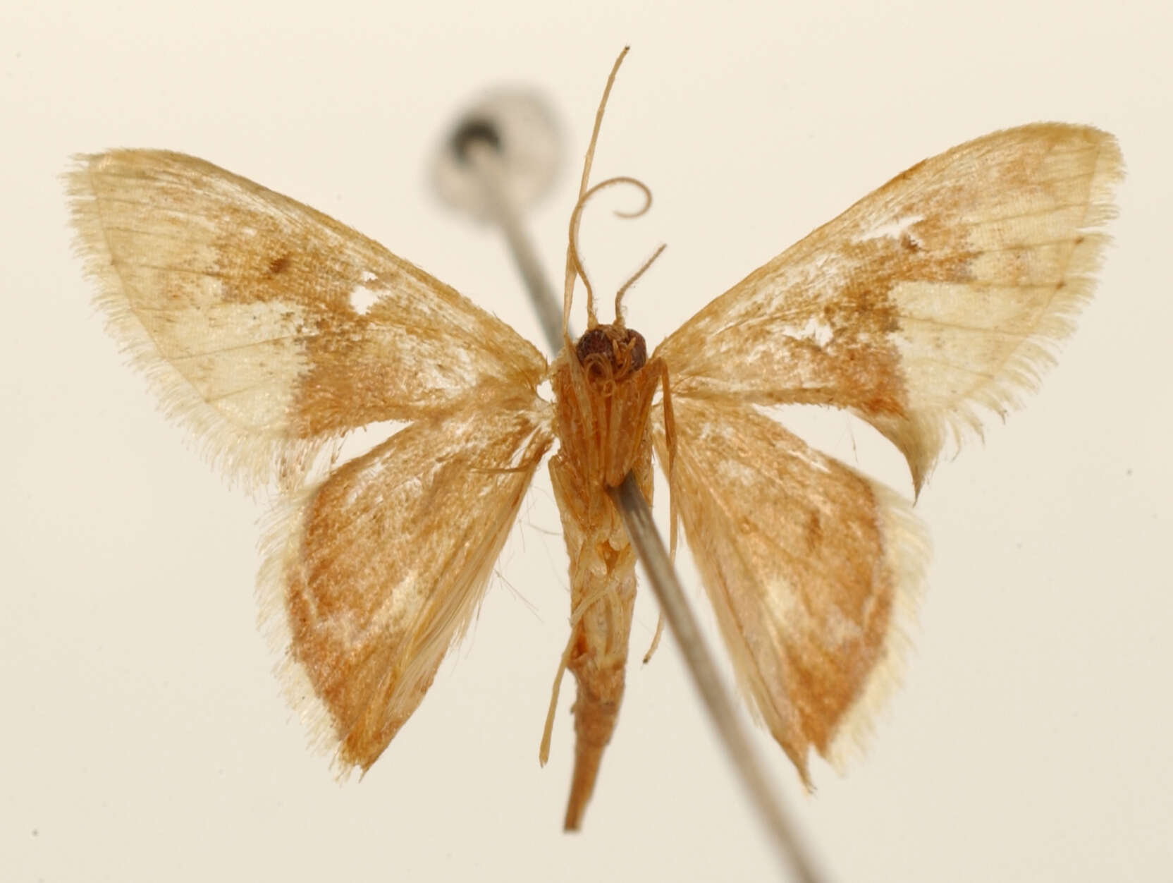 Image of Hyriagona rosinaria Schaus 1913