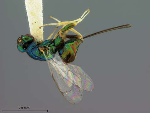 Image of Torymoides eucalypti (Ashmead 1900)