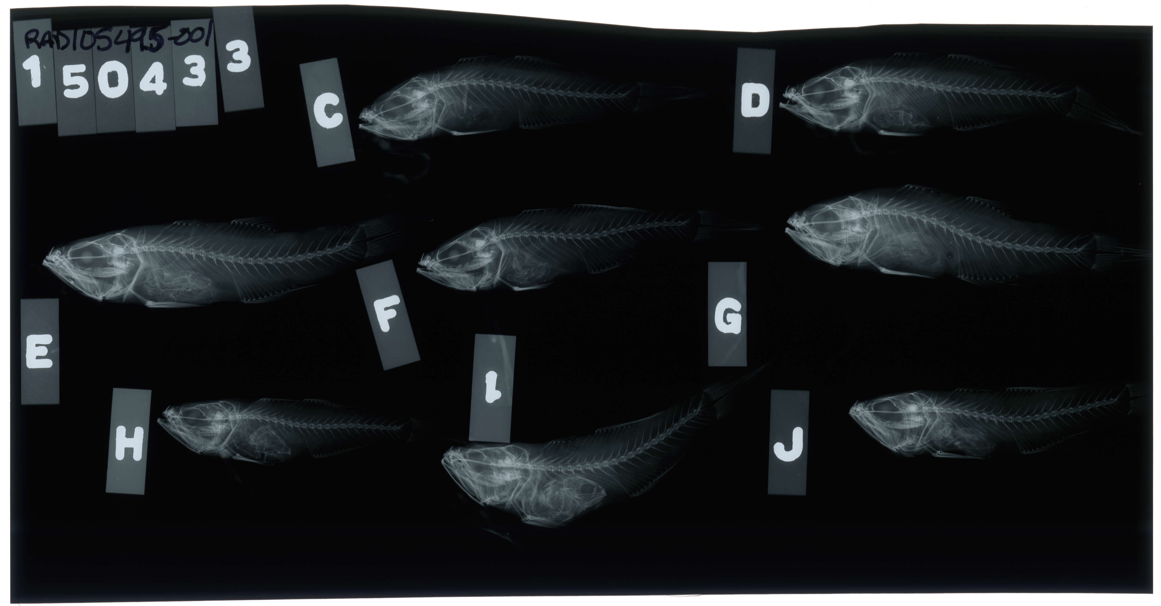 Image de Pseudamia amblyuroptera (Bleeker 1856)