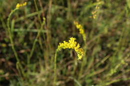 Image of wand goldenrod