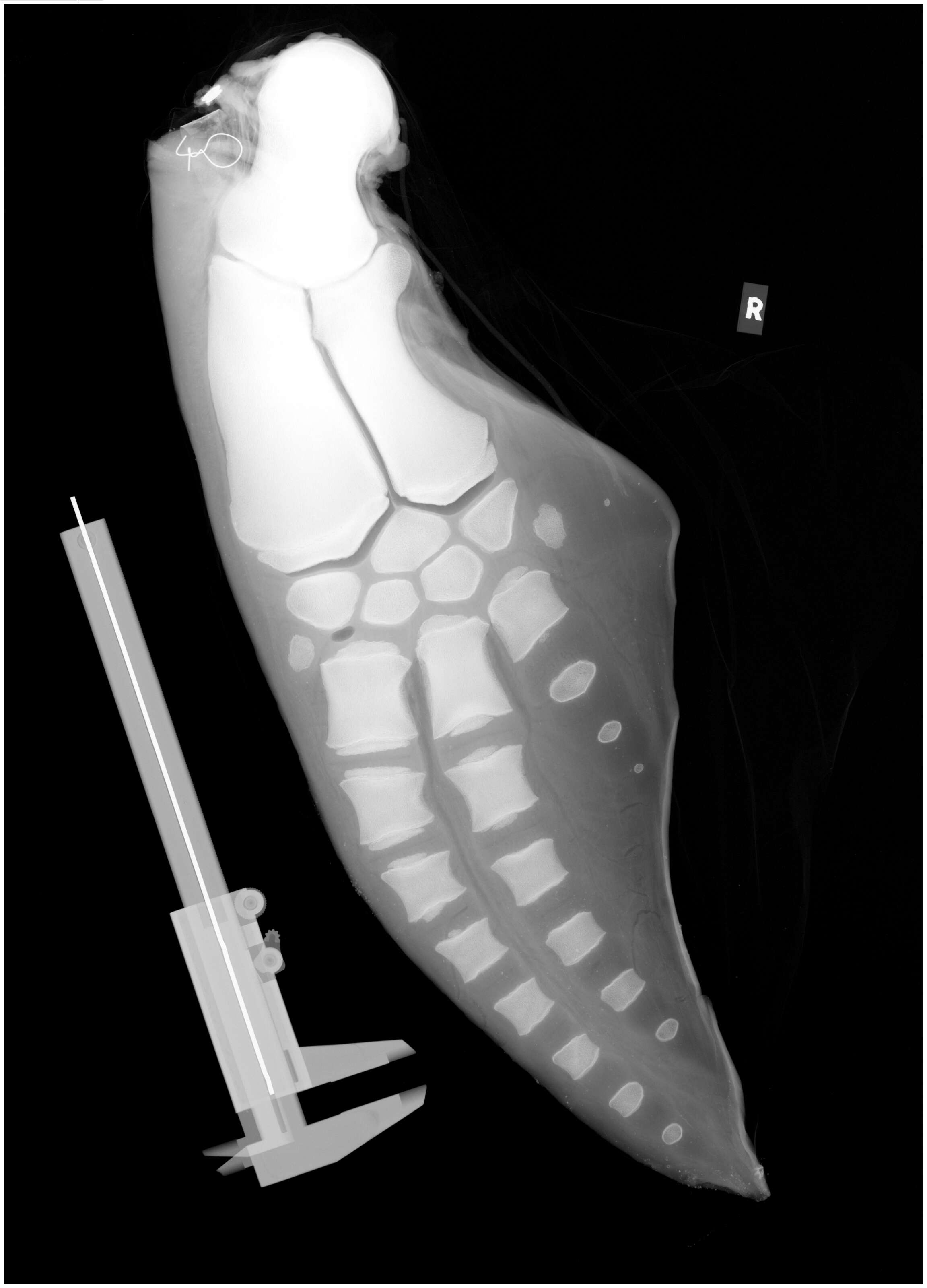 Imagem de Tursiops Gervais 1855