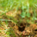 Image of Poa nepalensis (Wall. ex Griseb.) Duthie