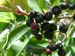 Plancia ëd Ardisia elliptica Thunb.