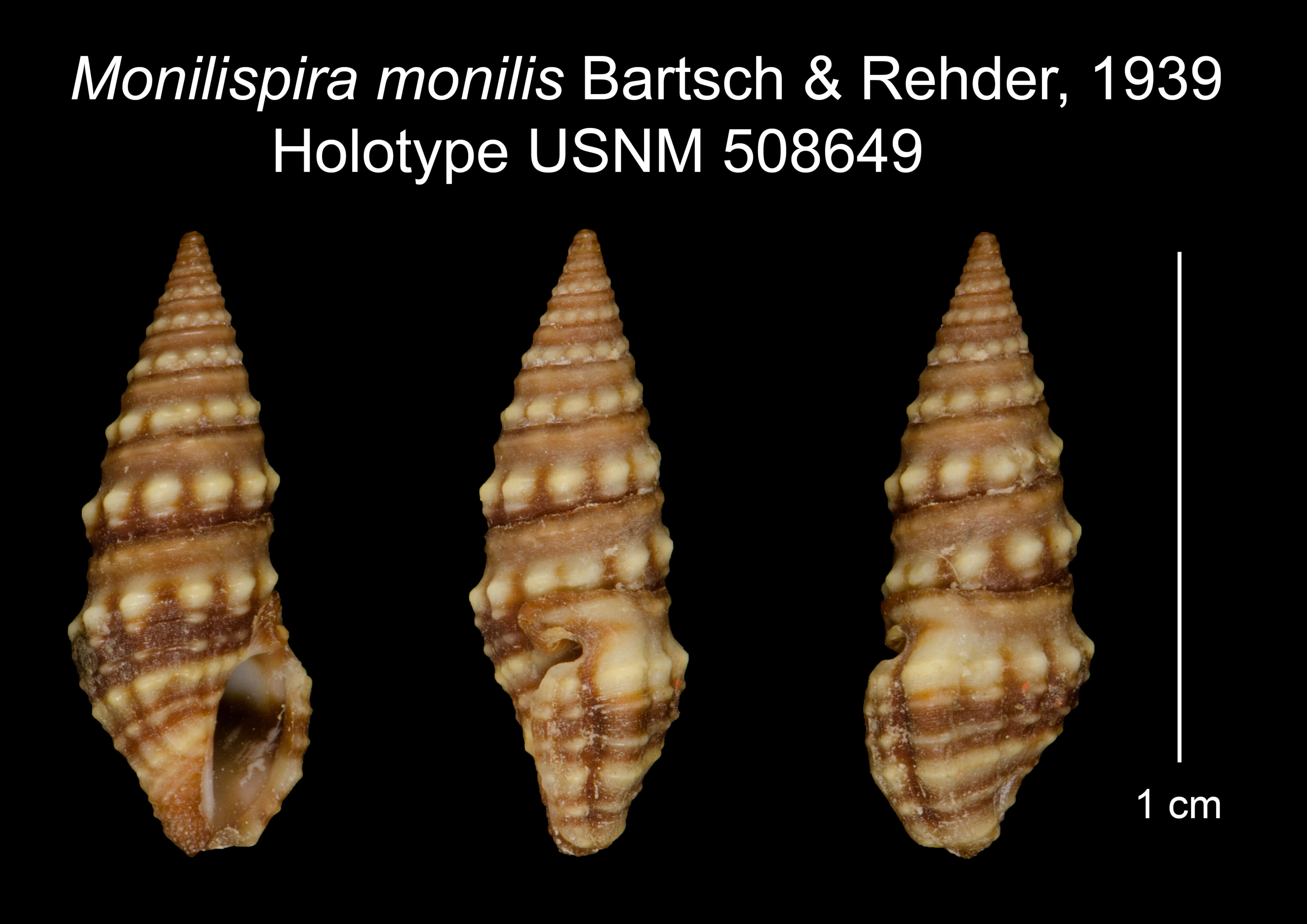 Image of Monilispira monilis Bartsch & Rehder 1939