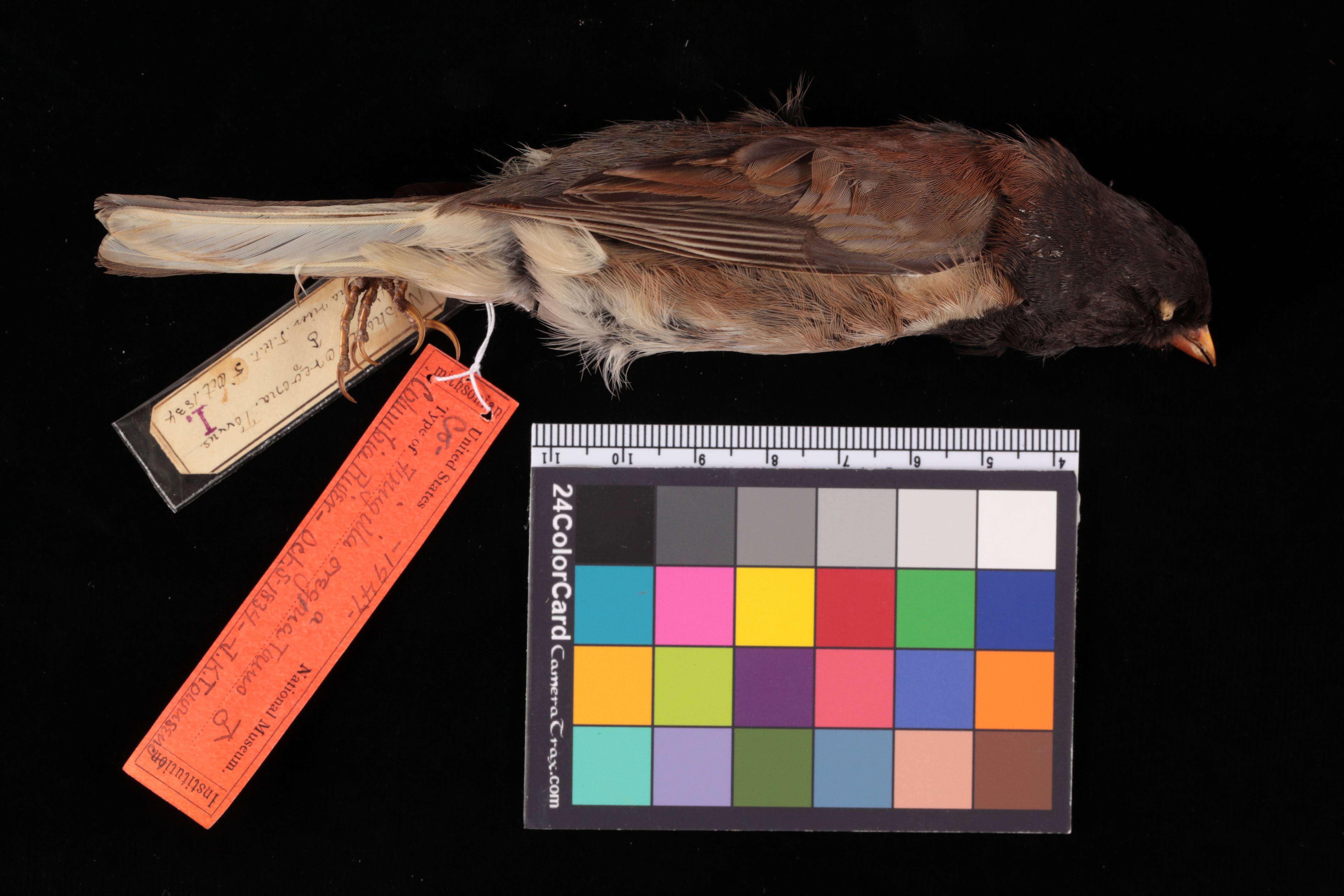 Image of Junco hyemalis oreganus (Townsend & JK 1837)