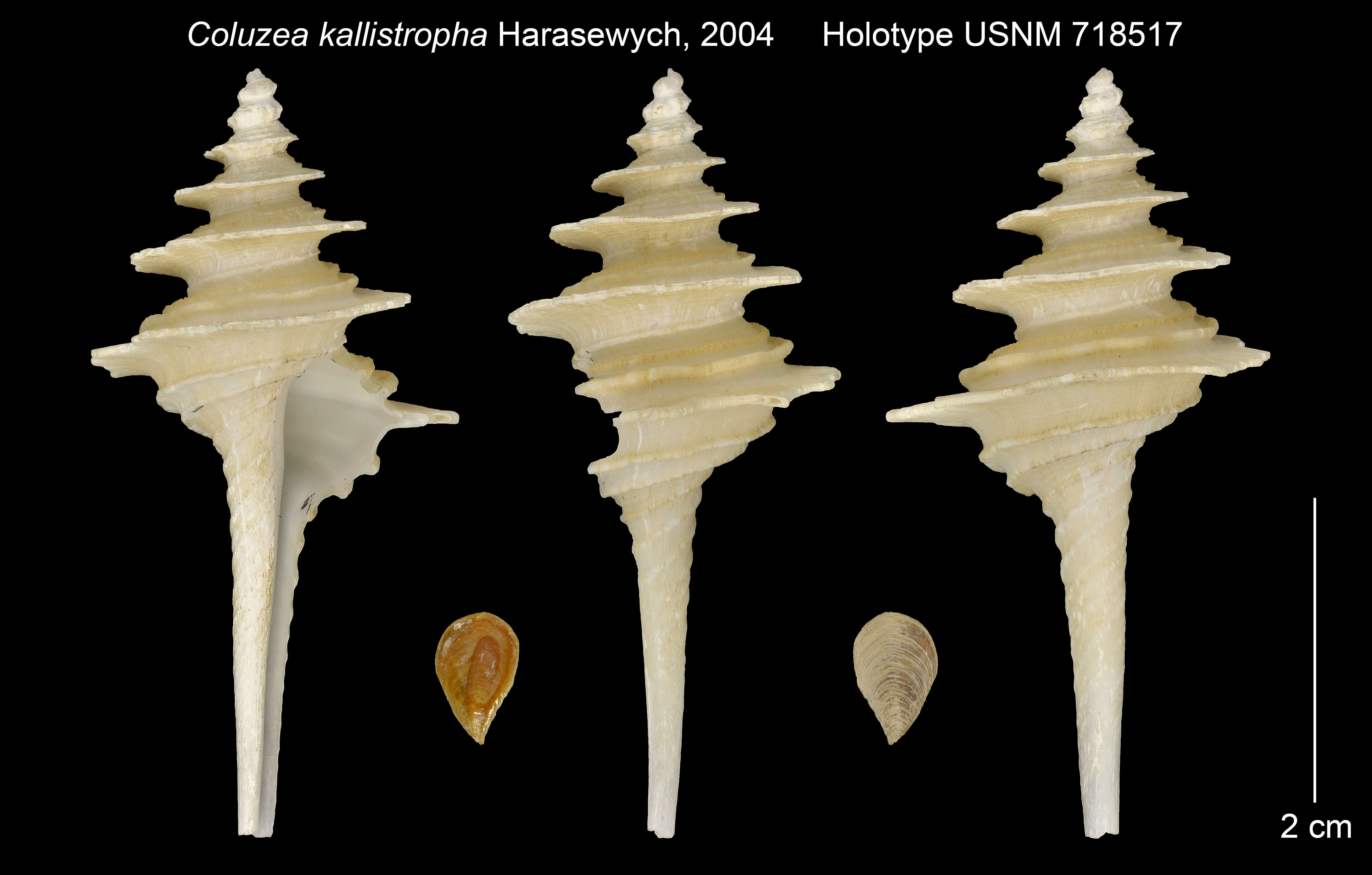 Image of Coluzea kallistropha Harasewych 2004