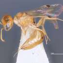 Image of Microstigmus thripoctenus Richards ex Matthews 1970