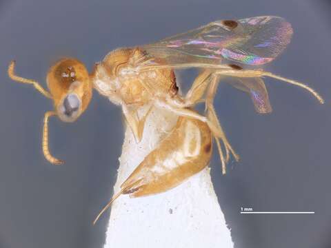 Image of Microstigmus thripoctenus Richards ex Matthews 1970