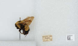 Слика од Bombus affinis Cresson 1864