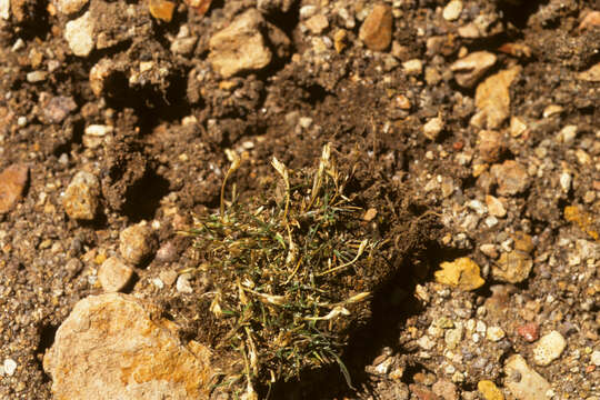 صورة Poa perligulata Pilg.