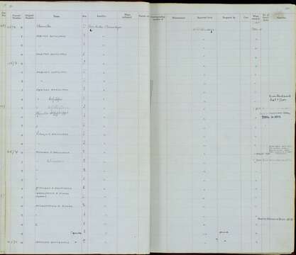 Image of Pitangus sulphuratus argentinus Todd 1952