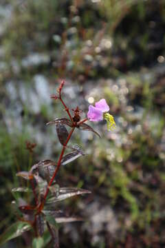 Image of Rhexia mariana var. mariana