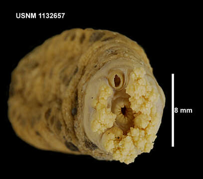 Imagem de Echinopsolus charcoti (Vaney 1906)