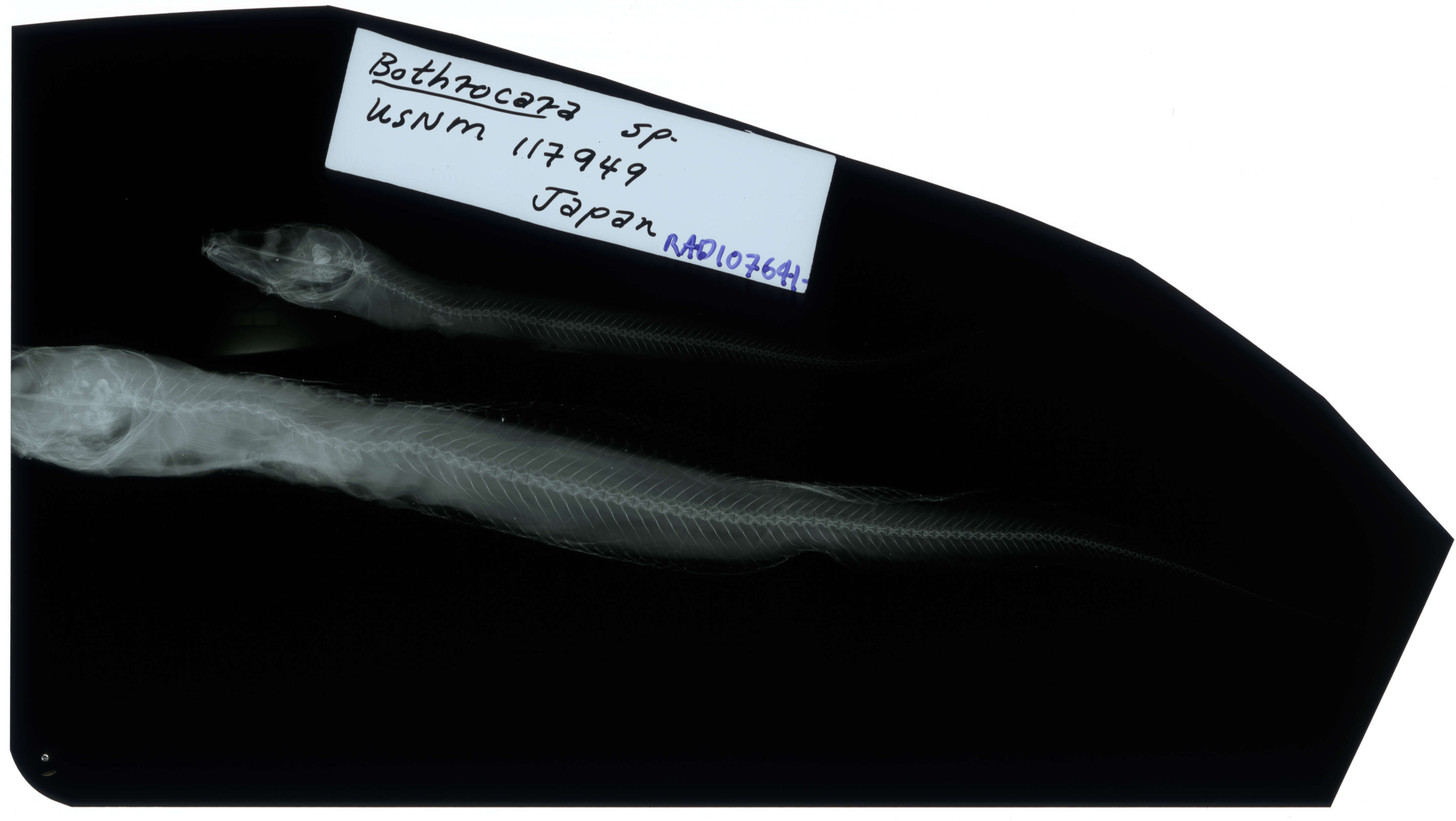 Image of Porous-head eelpout