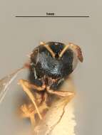 Image of Metastenus townsendi (Ashmead 1904)