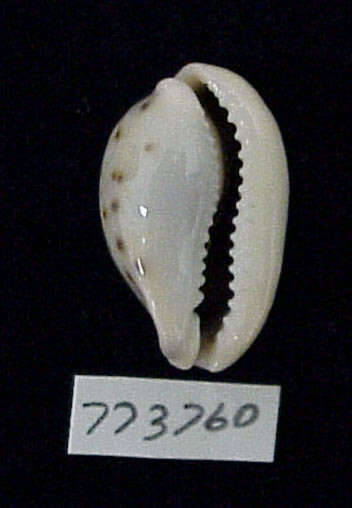 Image of Erronea pallida (J. E. Gray 1824)