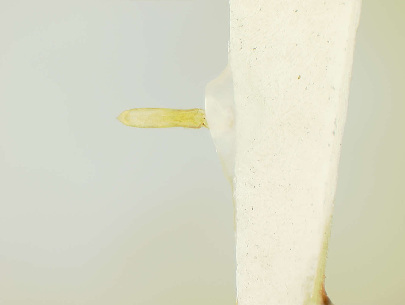 Image of Chaetocnema obliterata R. White 1996