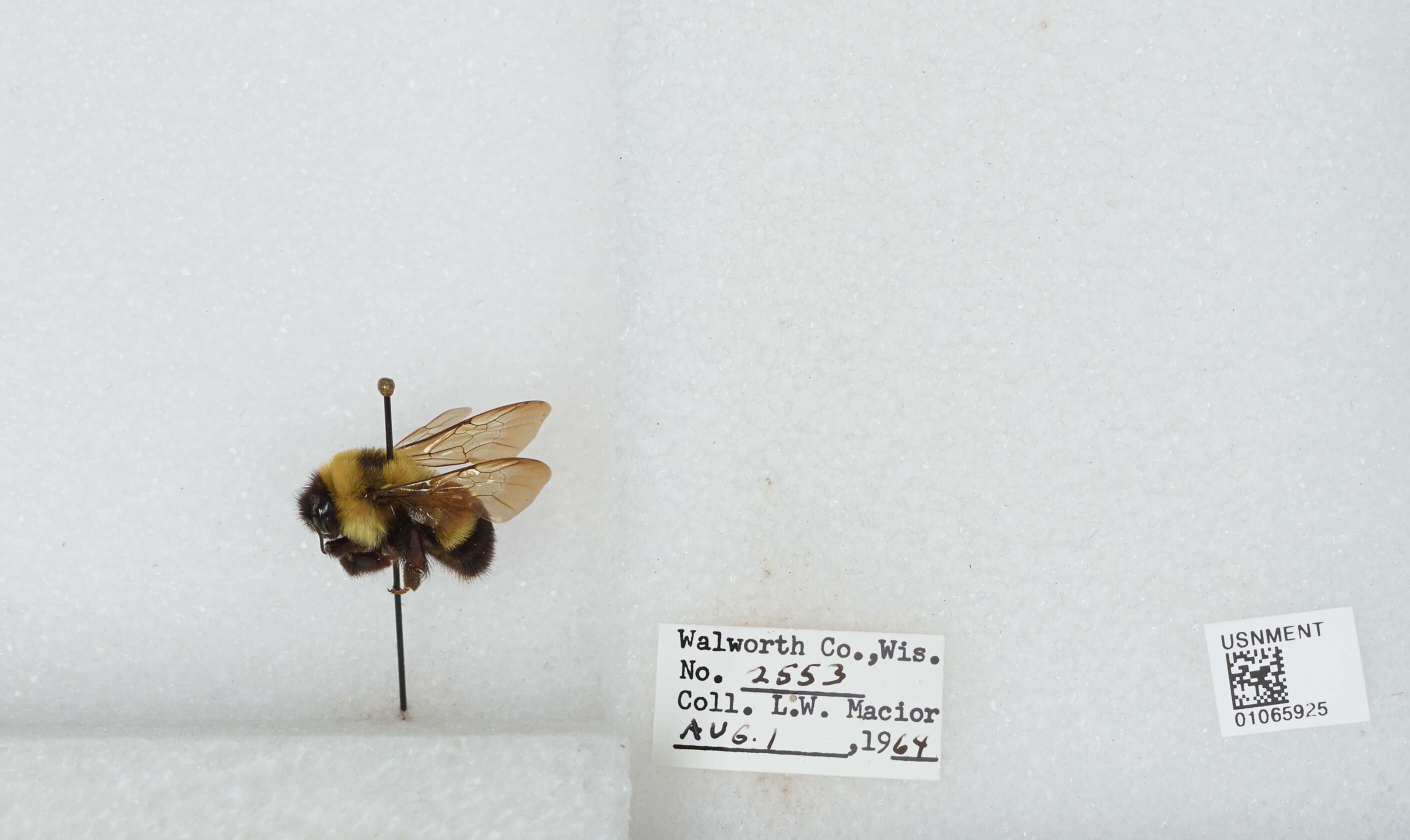 Слика од Bombus affinis Cresson 1864