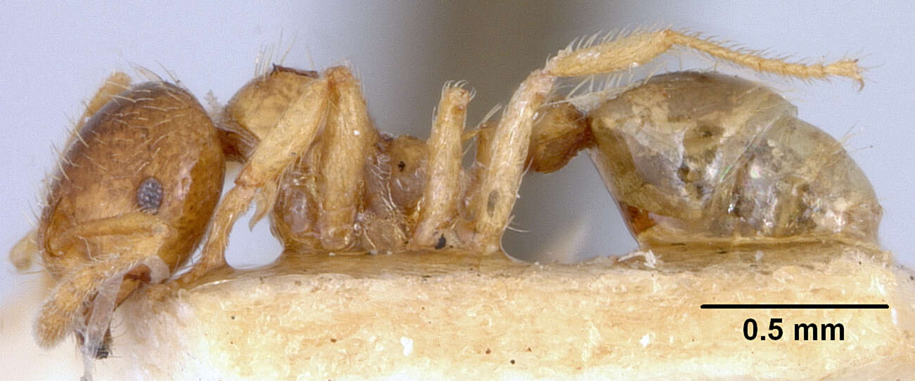 Image of Lophomyrmex quadrispinosus (Jerdon 1851)