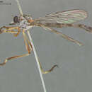 Image of Leptogaster hirtipes Coquillett 1904