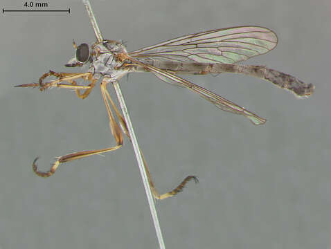 Image of Leptogaster hirtipes Coquillett 1904