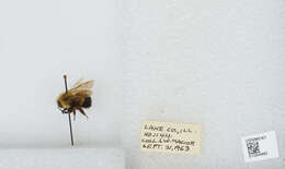 Слика од Bombus affinis Cresson 1864