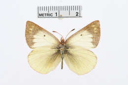 Image of Colias euxanthe Felder & Felder 1865