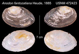 Image de Sinanodonta Modell 1945