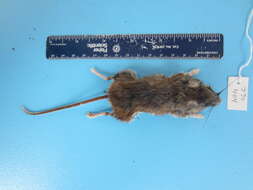 Image of Deer Mouse