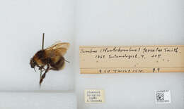 Imagem de Bombus diversus Smith 1869