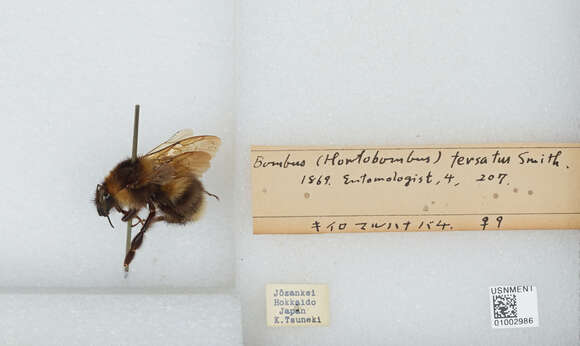 Imagem de Bombus diversus Smith 1869