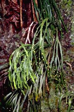 Image de Psilotum complanatum Sw.