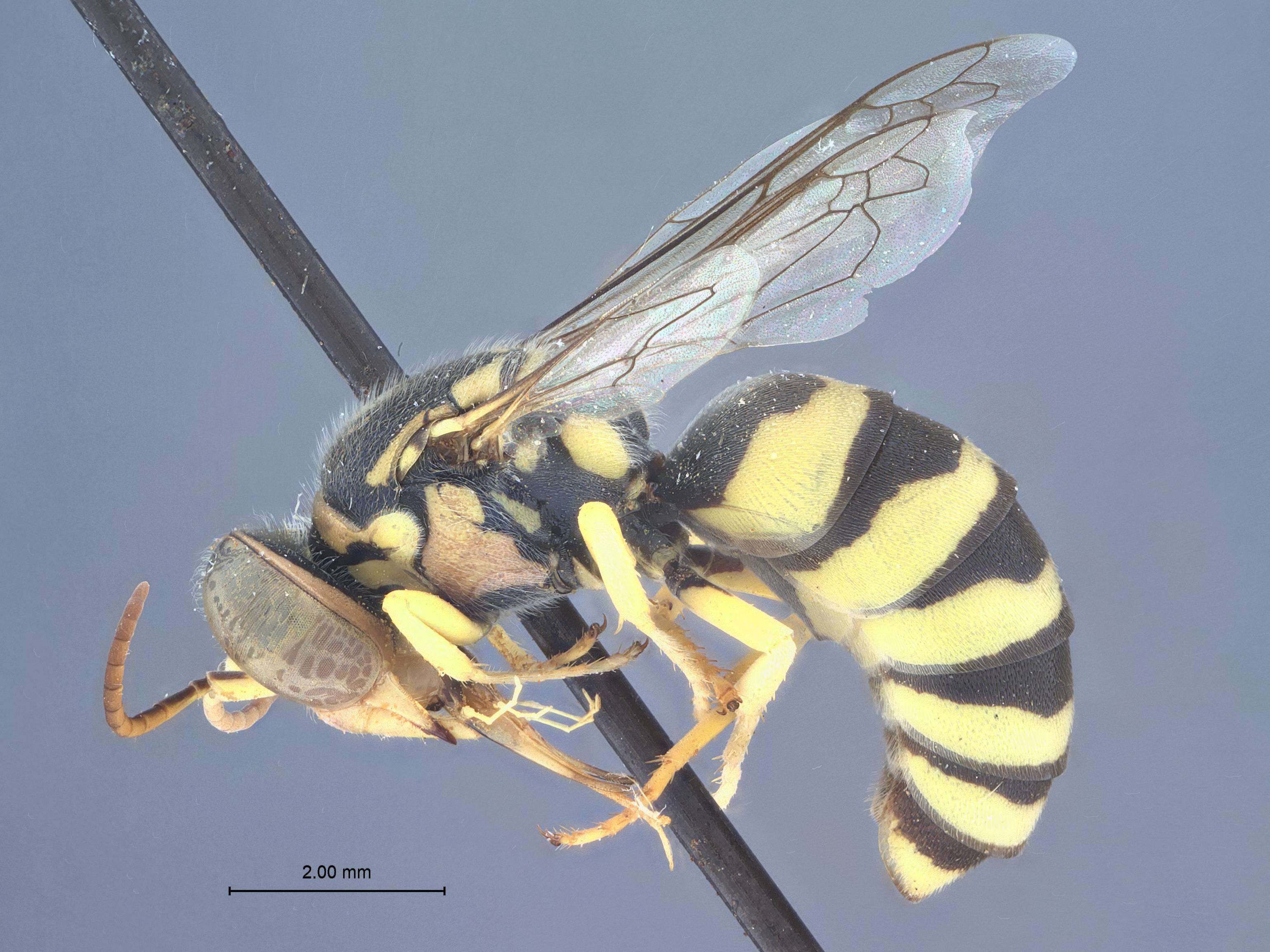 Image of Microstictia hurdi Gillaspy 1983