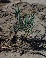 Image of Havard's evening primrose