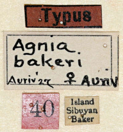 Image of Agnia bakeri Aurivillius 1927