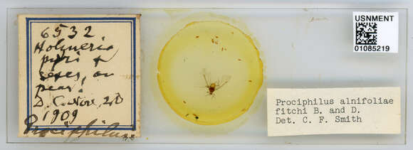 Image of Prociphilus (Prociphilus) caryae (Fitch 1856)