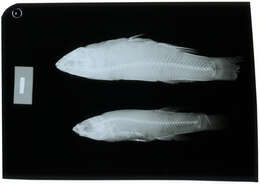 Image of Whiteline Topminnow