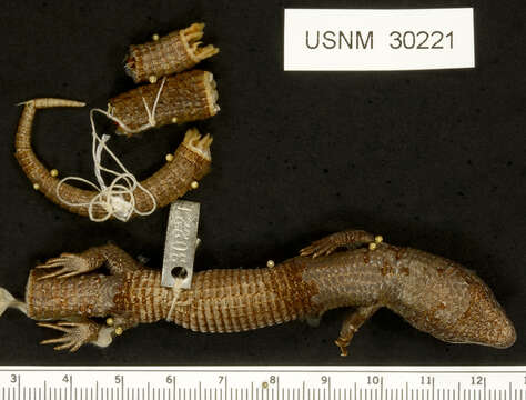 Image of Mount Orizaba Alligator Lizard