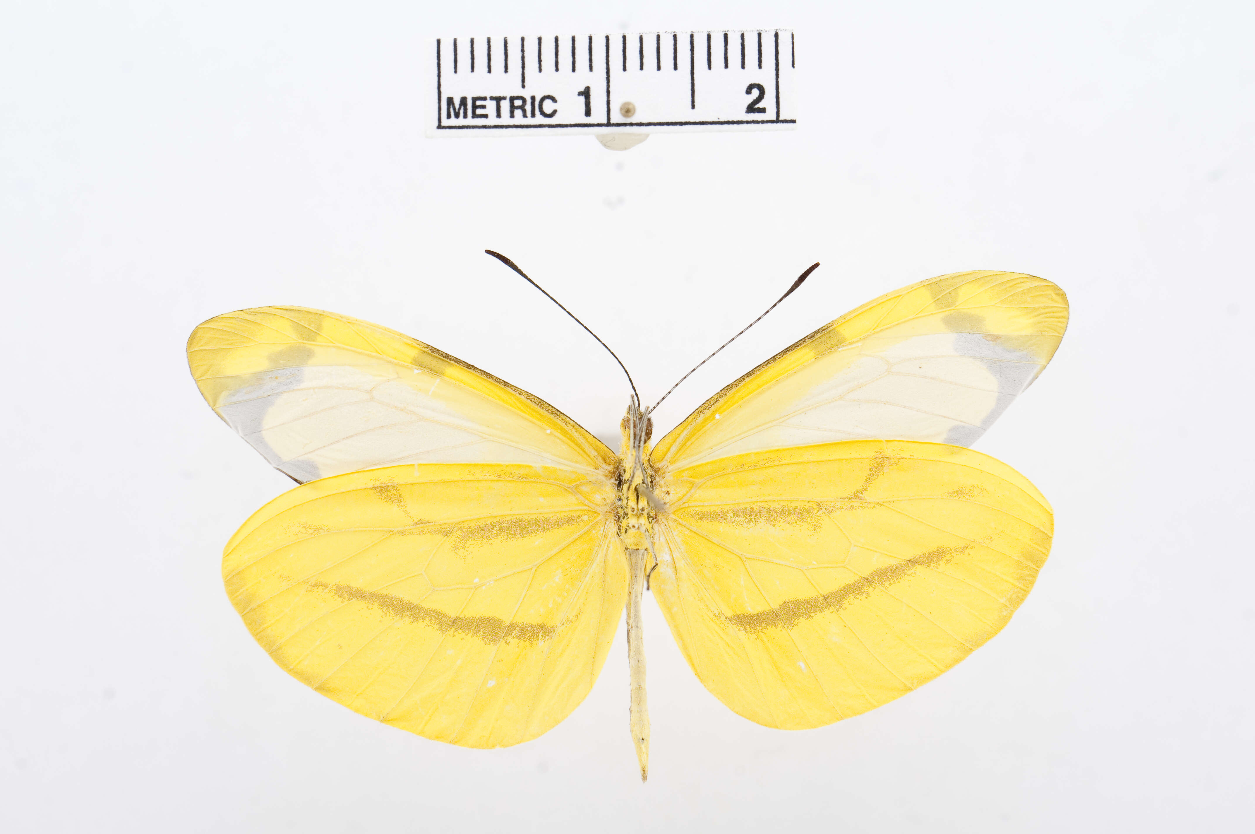 Image of Enantia citrinella (Felder & Felder 1861)