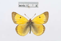 Image of Colias romanovi Grum-Grshimailo 1885