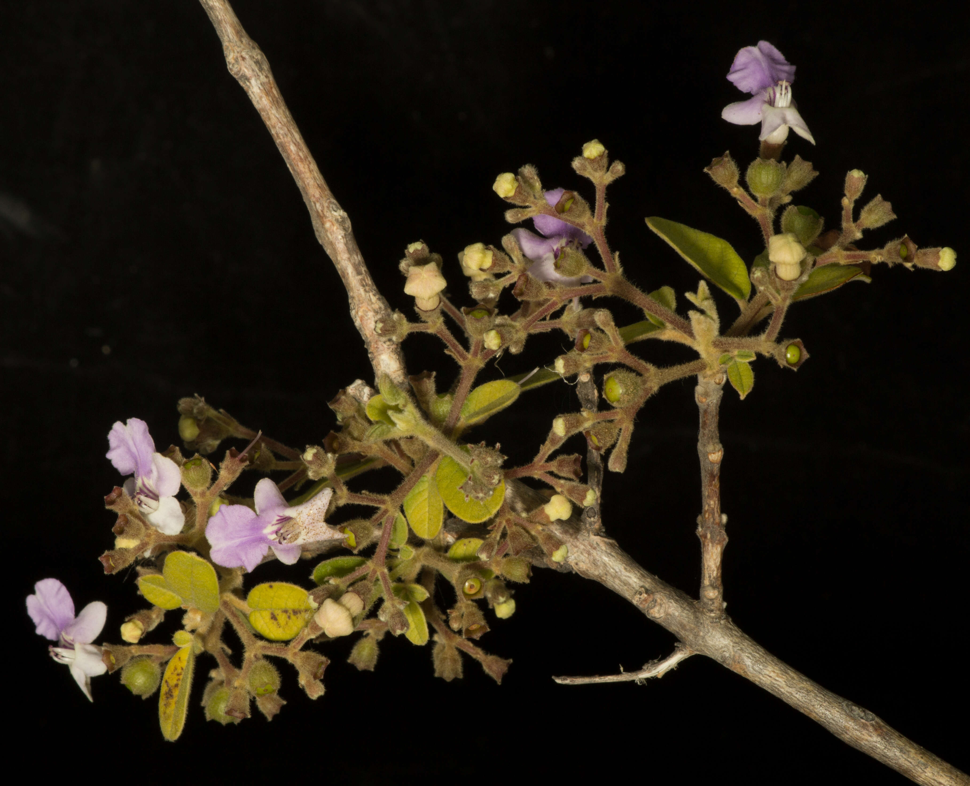 Image of Vitex mollis Kunth