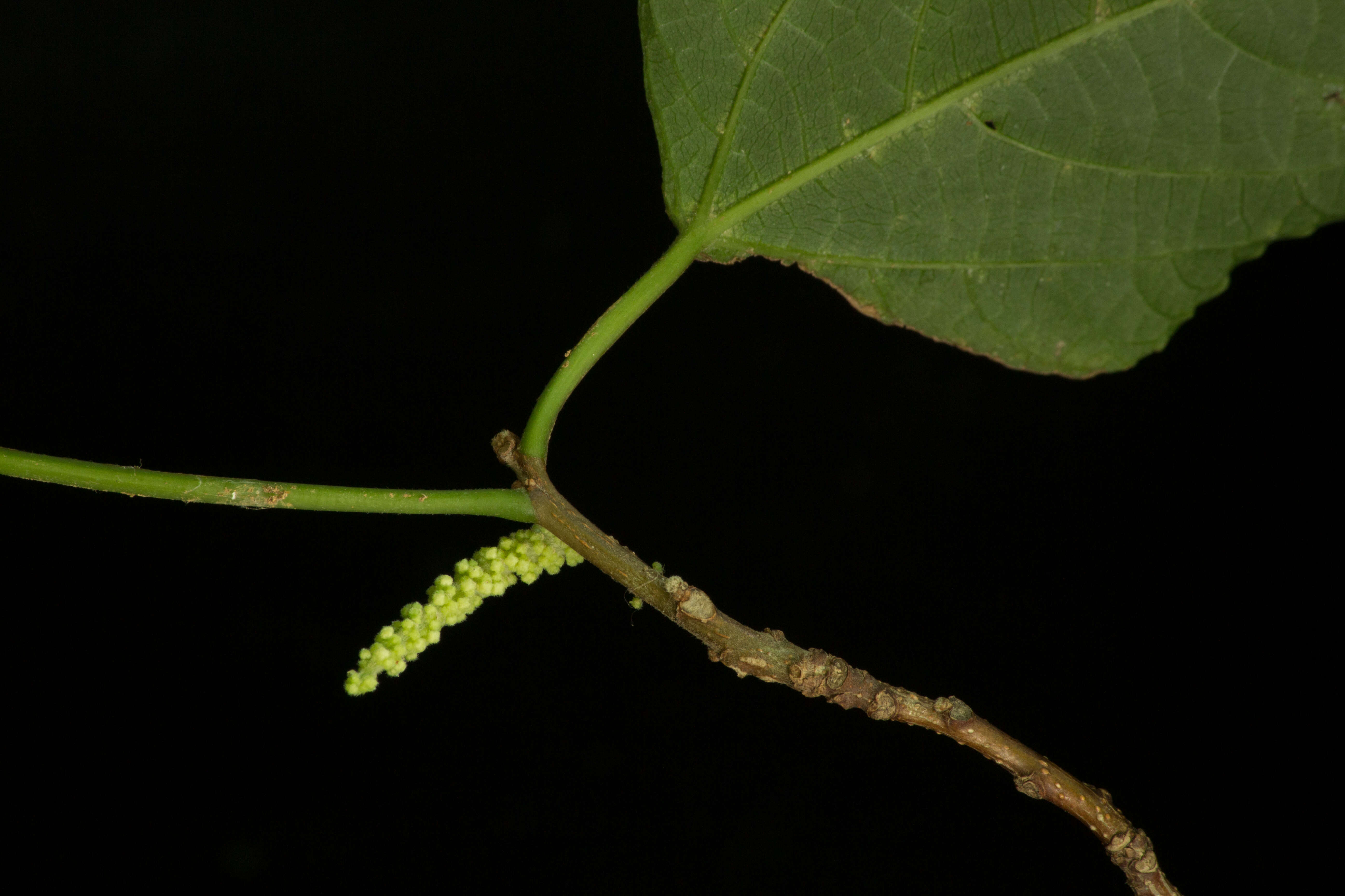 Image de Acalypha schiedeana Schltdl.