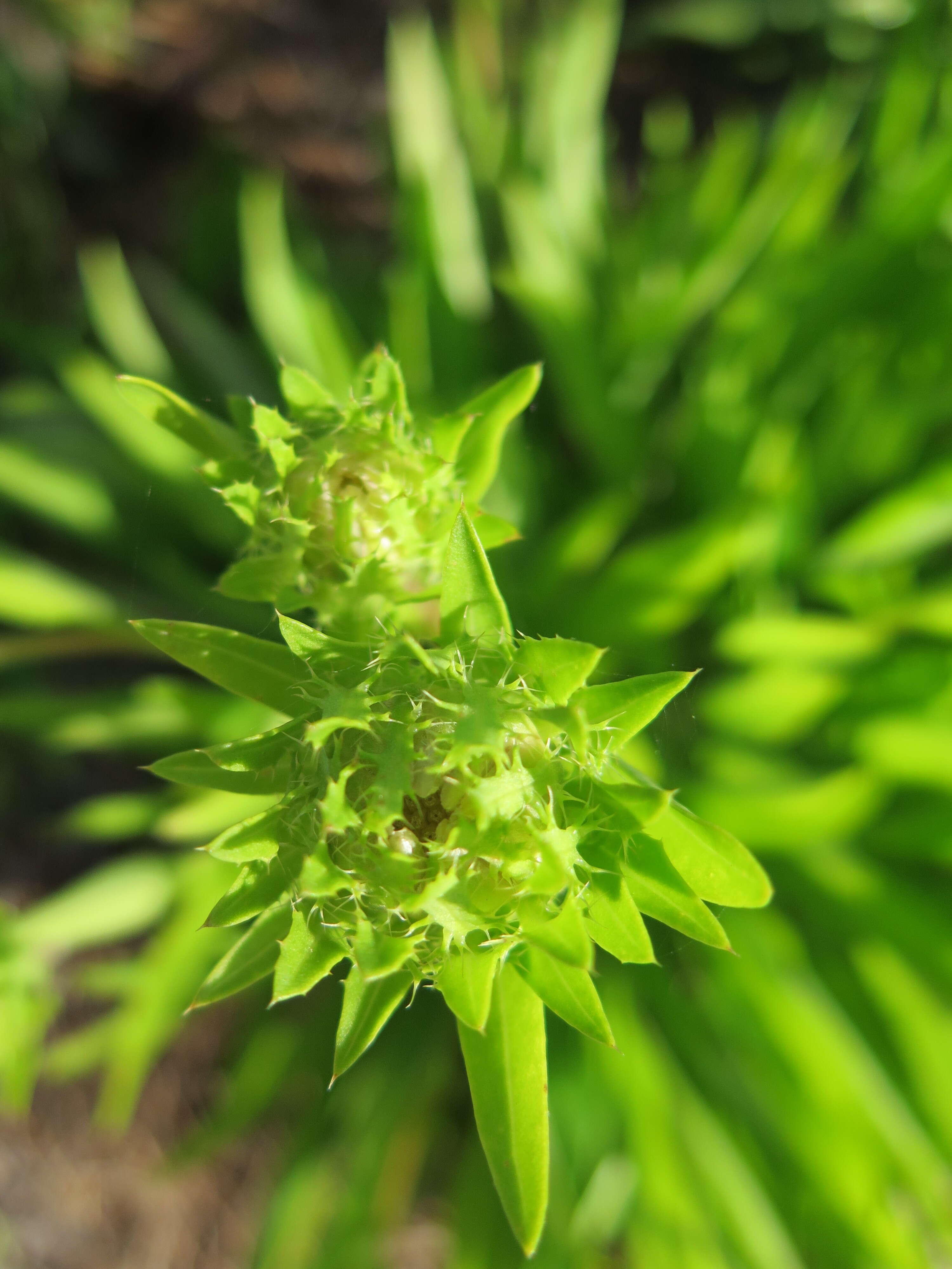 Image of Stokesia