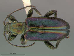 Image of Plateumaris schaefferi Askevold 1991