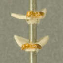 Image of Solenopsis spei Forel 1912