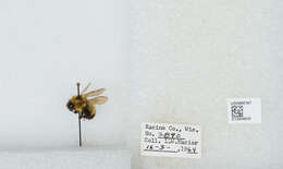 Слика од Bombus affinis Cresson 1864