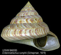 Image de Entemnotrochus rumphii (Schepman 1879)