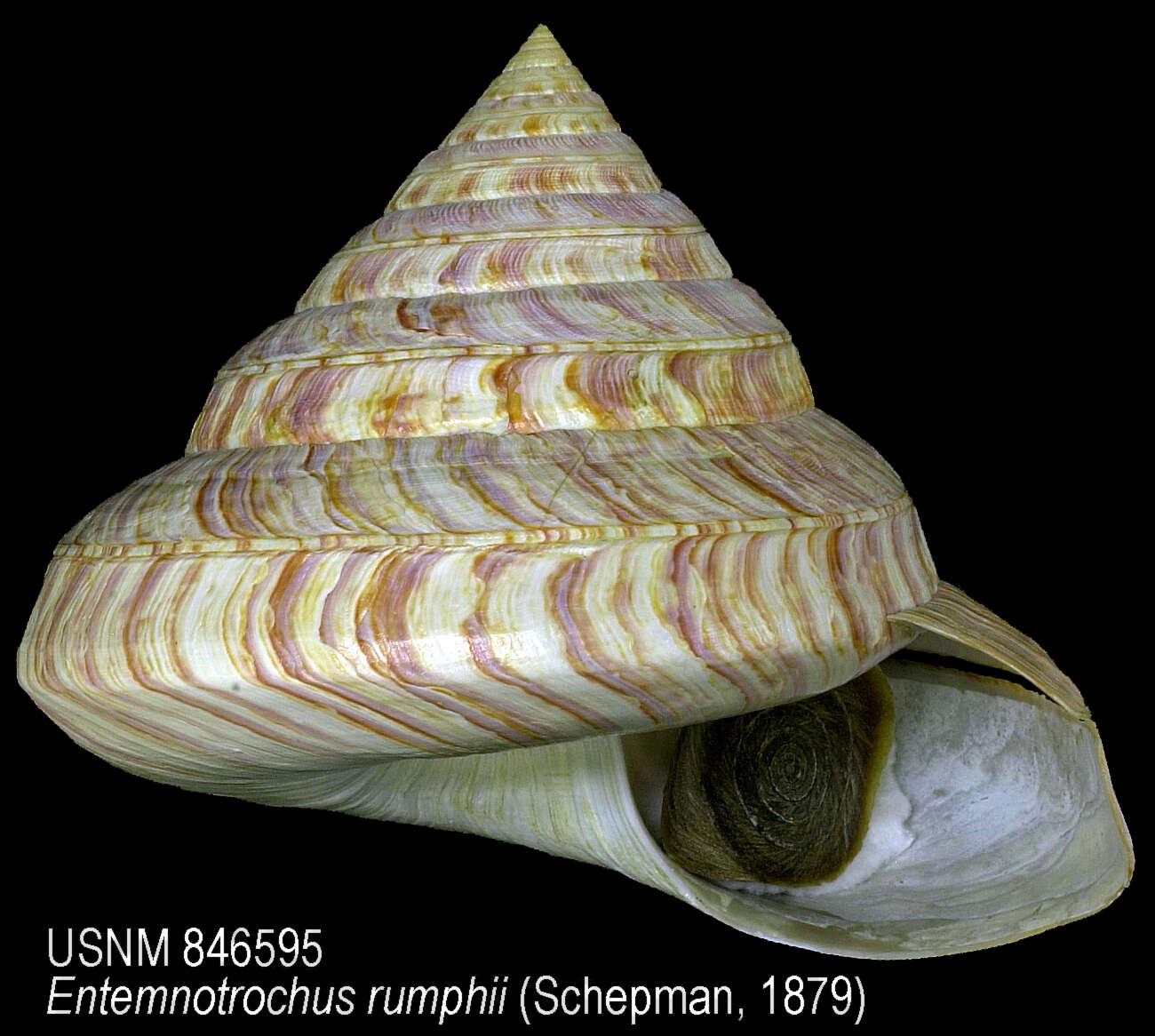 Image de Entemnotrochus rumphii (Schepman 1879)